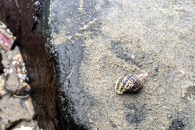 snail-in-san-diego